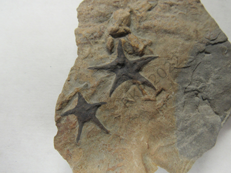 Starfish Resting Place