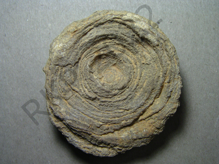 Bryozoan