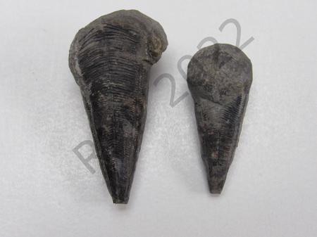 Conularia