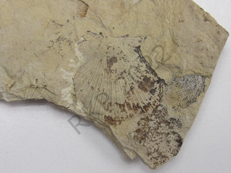 Bivalve