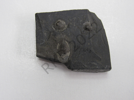 Brachiopods