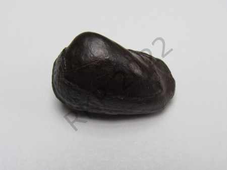 Bivalve