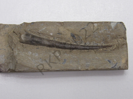 Scaphapod
