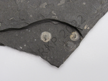 Brachiopod