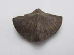 Brachiopod