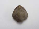 02Brachiopod