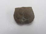 Brachiopod