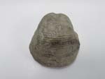 Brachiopod