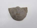Gastropod