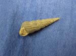 Gastropod