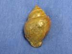 Gastropod