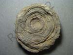 Bryozoan