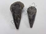 Conularia