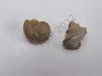 Gastropod