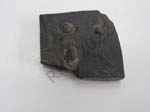 Brachiopods