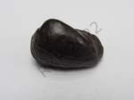 Bivalve