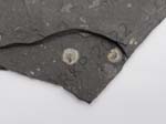 Brachiopod